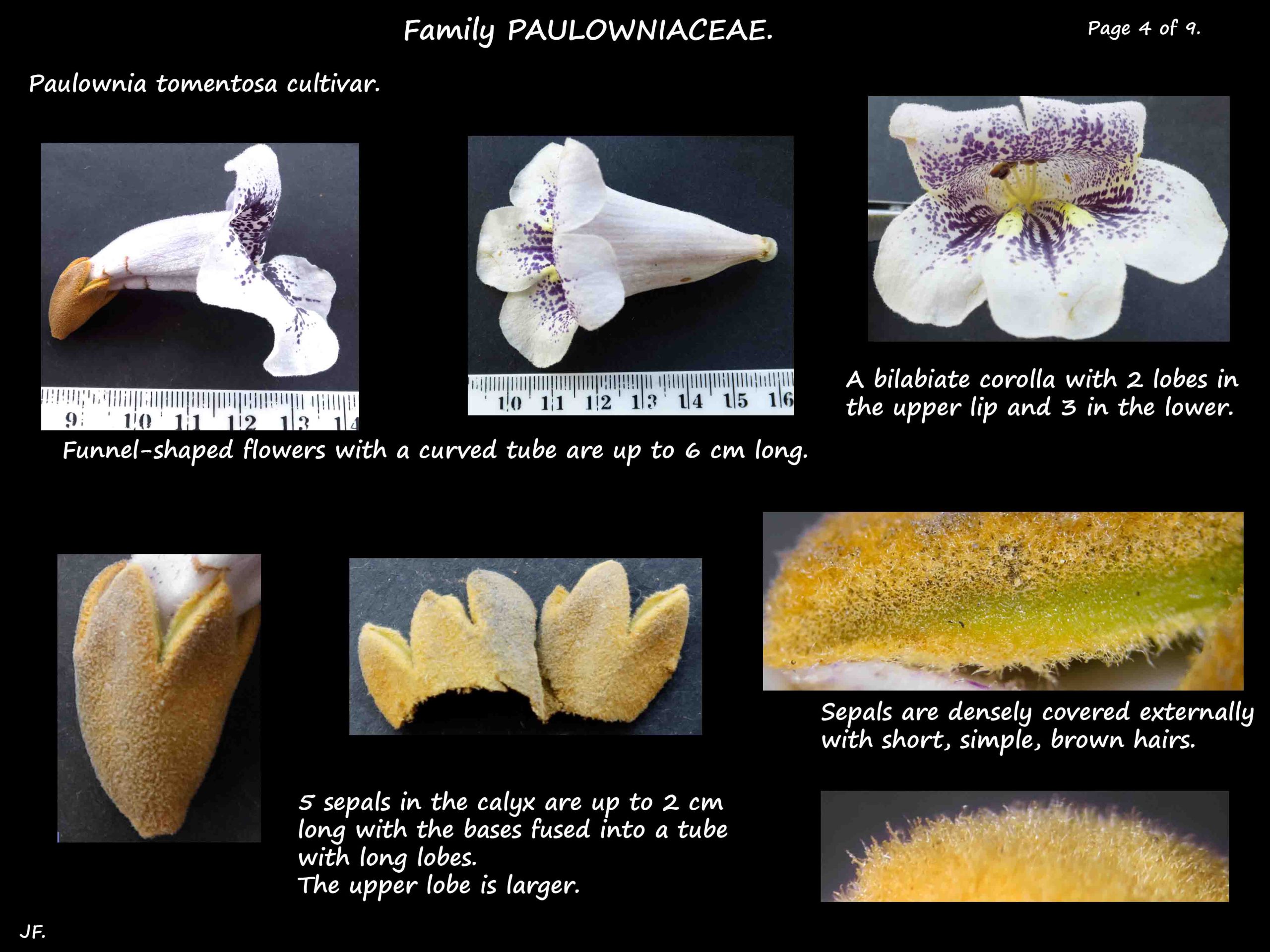 4 Bilabiate corolla & calyx in Paulownia